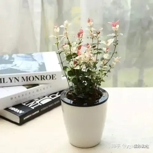 花叶络石 为你的生活增添趣味 知乎