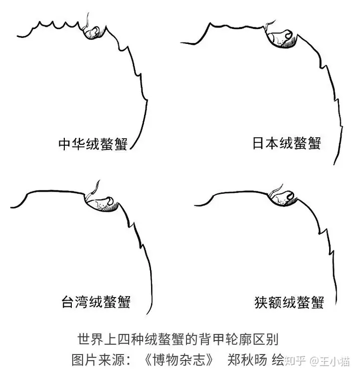 大闸蟹品鉴全集（含赏玩）（苏州大闸蟹品牌排行榜）