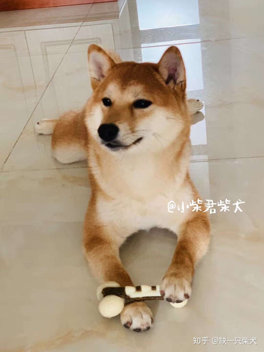 最全柴犬饲养指南 知乎