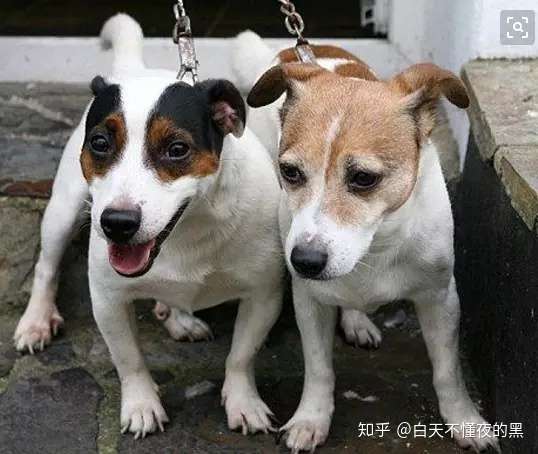 老年犬常见6种癌症 没那么可怕 早发现早治疗 知乎