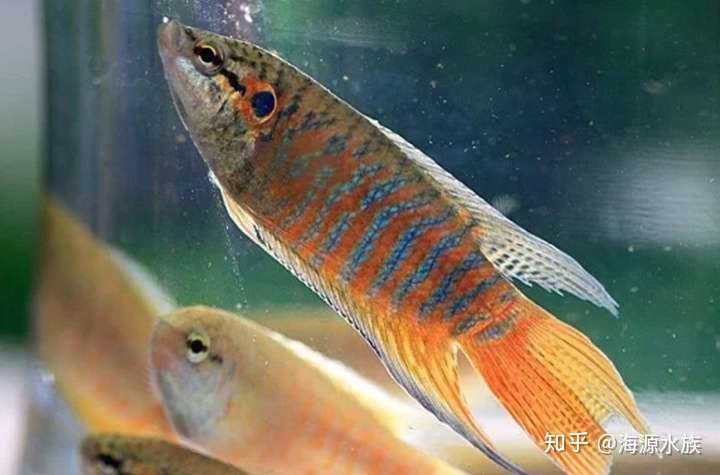 比如常見鬥魚,珍珠馬甲魚,曼龍魚,斑馬魚