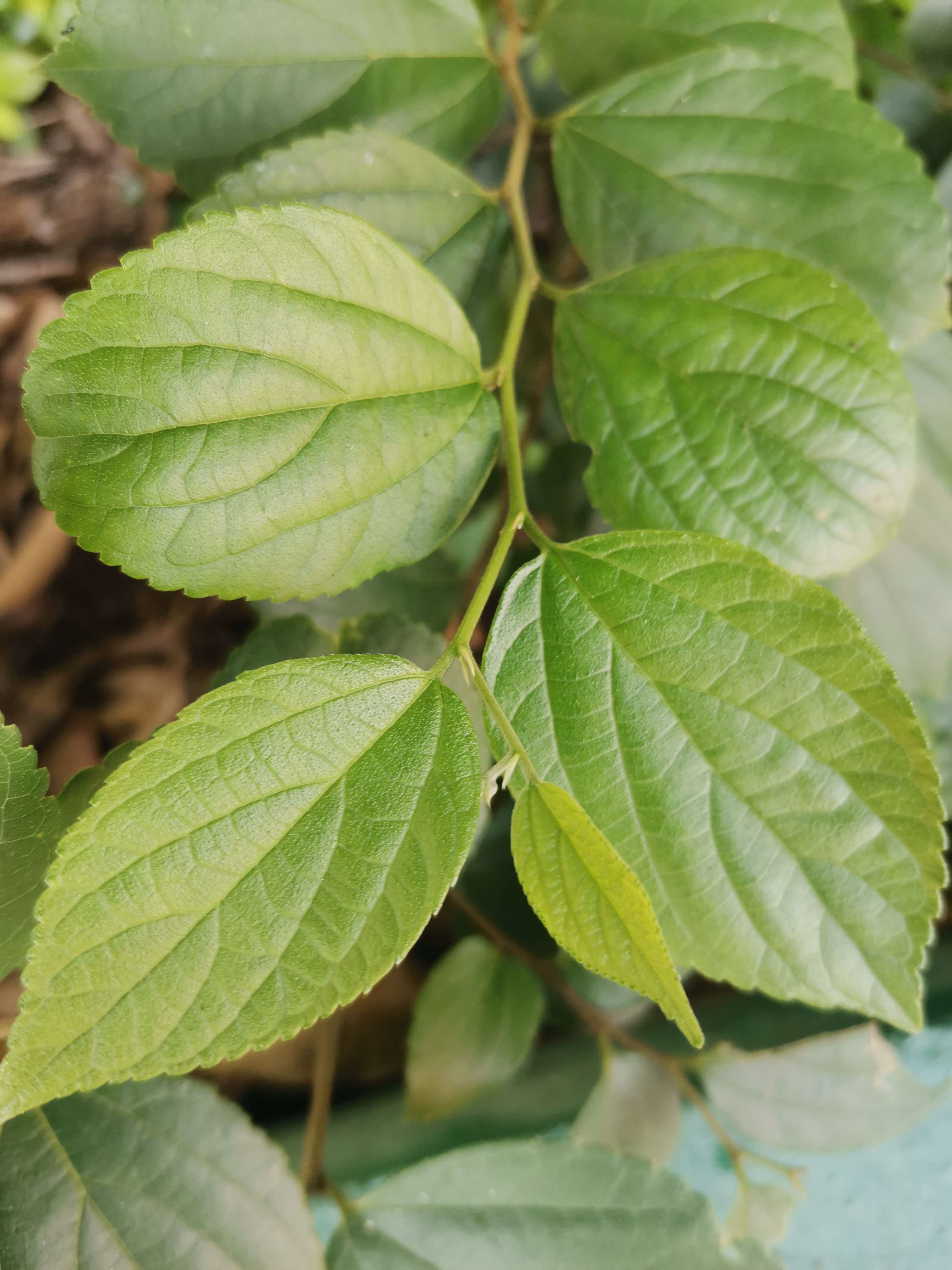 时光曼舞 的想法: 朴树,一种普通的绿植,样貌和它的名字一… - 知乎