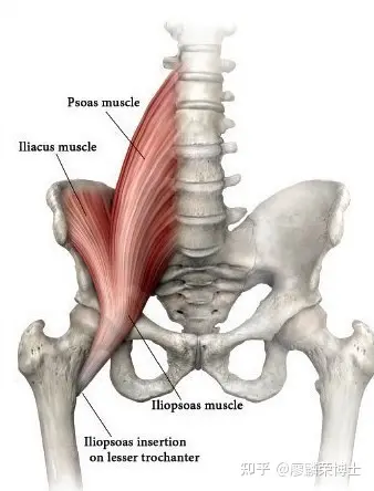 我们前面已经介绍过,有40–50%的人会没有腰小肌),腰大肌融入髂筋膜