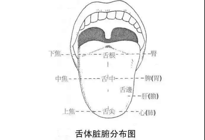 廖秀红专访 学好舌诊不求人 知乎