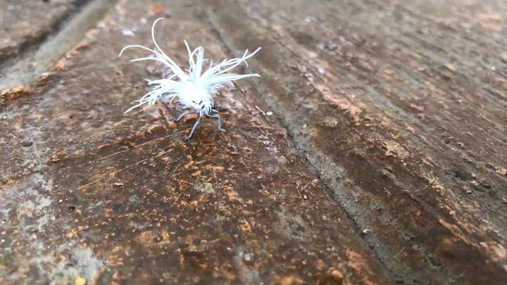 白色的像蒲公英?