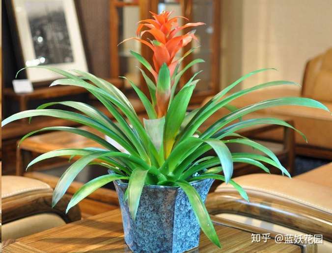 蓝妖 过年买花千万别买这几种 买一盆死一盆 花市猫腻大揭秘 知乎