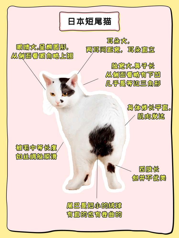 猫图鉴 日本短尾猫 知道招财猫吗 你养不到 知乎