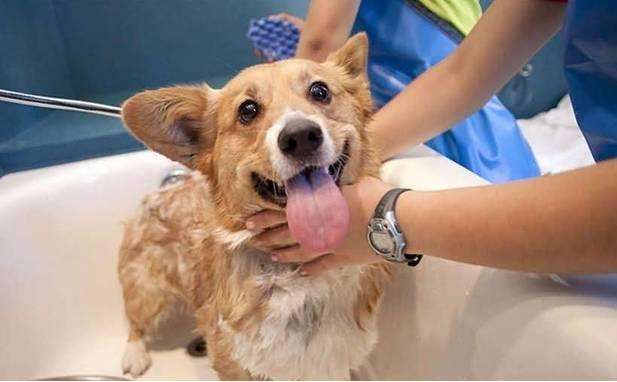 无限回购的狗狗驱虫药,福来恩