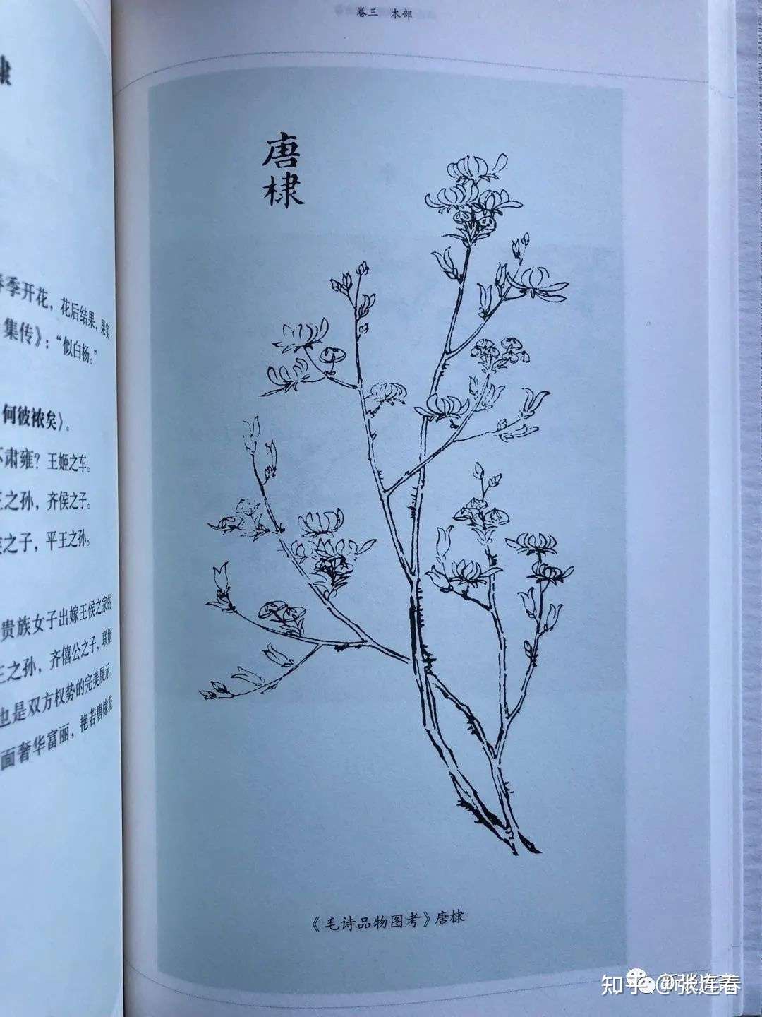 鲁迅草木谱及棠棣解惑 知乎 鲁迅草木谱及棠棣解惑 知乎