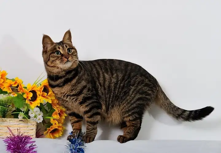 为啥说狸花猫千万不能养?说了你别不信 为啥说狸花猫千万不能养?说了你别不信