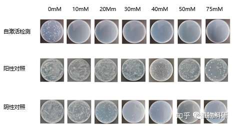 中国科学院植物研究所酵母单杂交文库筛选客户案列展示