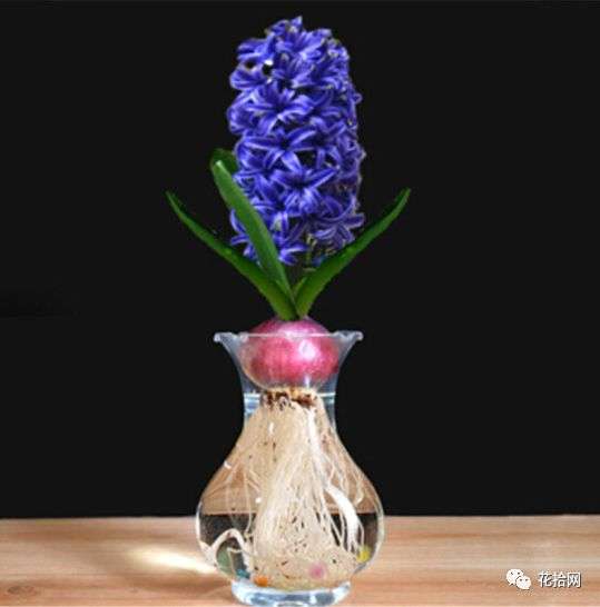 干货 在家就可以diy的水培盆栽 明亮动人好养护 知乎