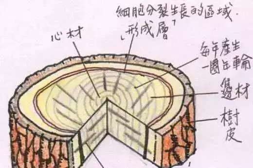 红木入门基本知识详解 知乎