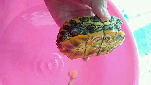 v2-72dd6171fb361b4167213337254c3255_bh.jpg?source=1940ef5c