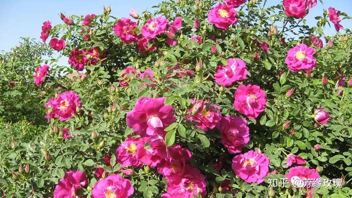 苦水玫瑰精油 - 知乎