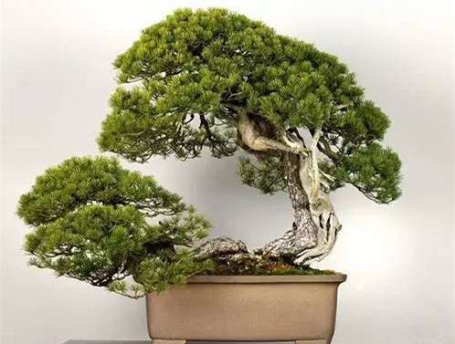 这些盆景超过一亿元 你见过么 知乎