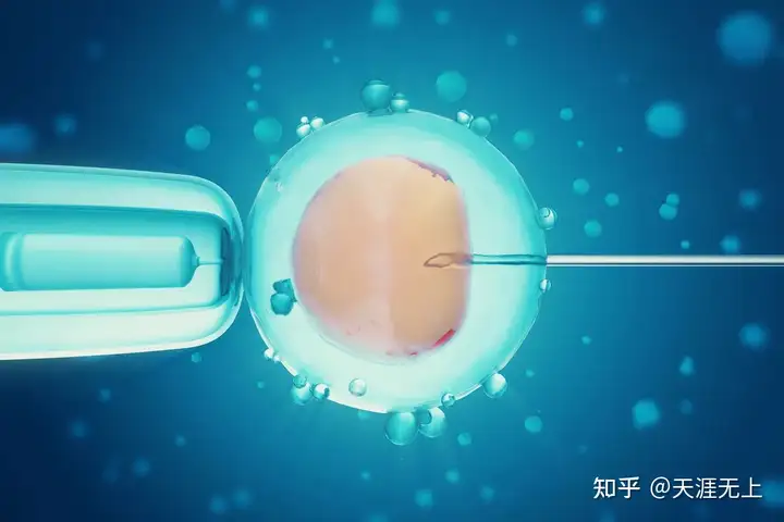 上海试管代妈公司（试管婴儿胚胎实验室到底是什么样的？）