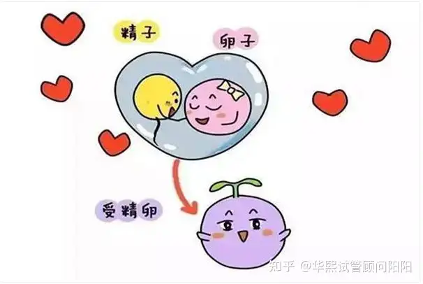 广州孕代公司哪家好（湖北华熙好孕：”不容易“的试管宝宝）