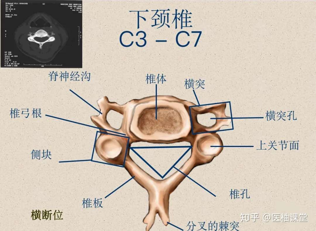 脊柱超详细解剖 高清图文版 知乎