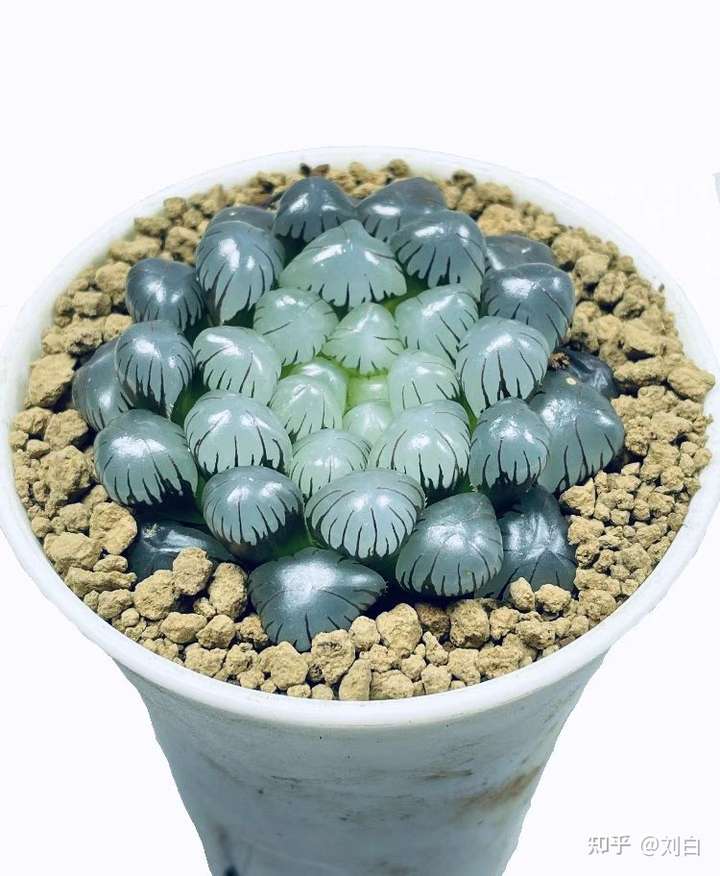 请问我这个玉露是染色的吗