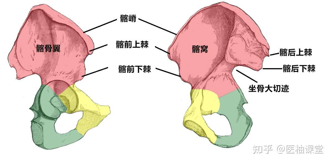 上肢骨 下肢骨高清解剖图谱 临床必备 知乎