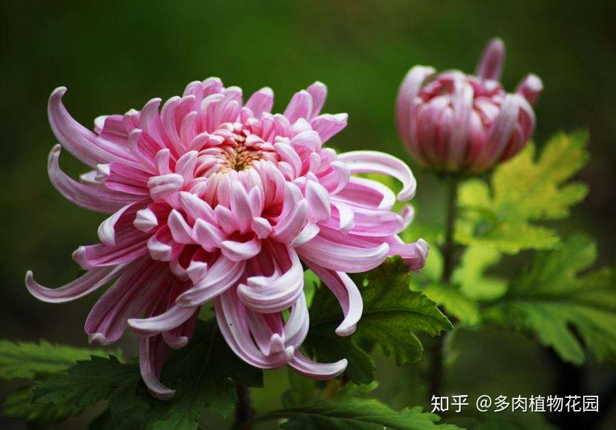 菊花想要第二年复花 这样操作 花开又大又艳 知乎