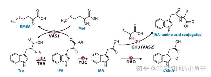 「植物生长素」是如何产生的,其作用机理是怎样的?