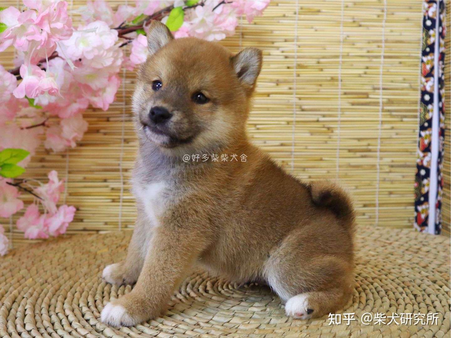 柴课堂 柴犬也有分脸型 你更喜欢那一款 知乎