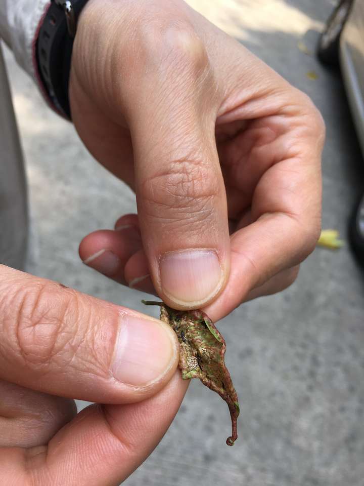 家里有小黑虫像芝麻一样怎么清除(这种黑色小虫子频出没)插图(1) 家里有小黑虫像芝麻一样怎么清除(这种黑色小虫子频出没)插图(1)