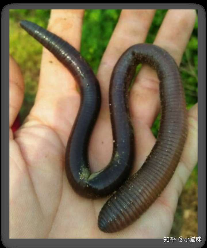 就是这货:大蚯蚓!