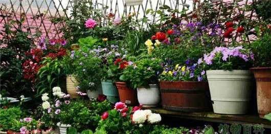 注意千万别再买这种营养土了 把花种死了 哭都来不及 知乎