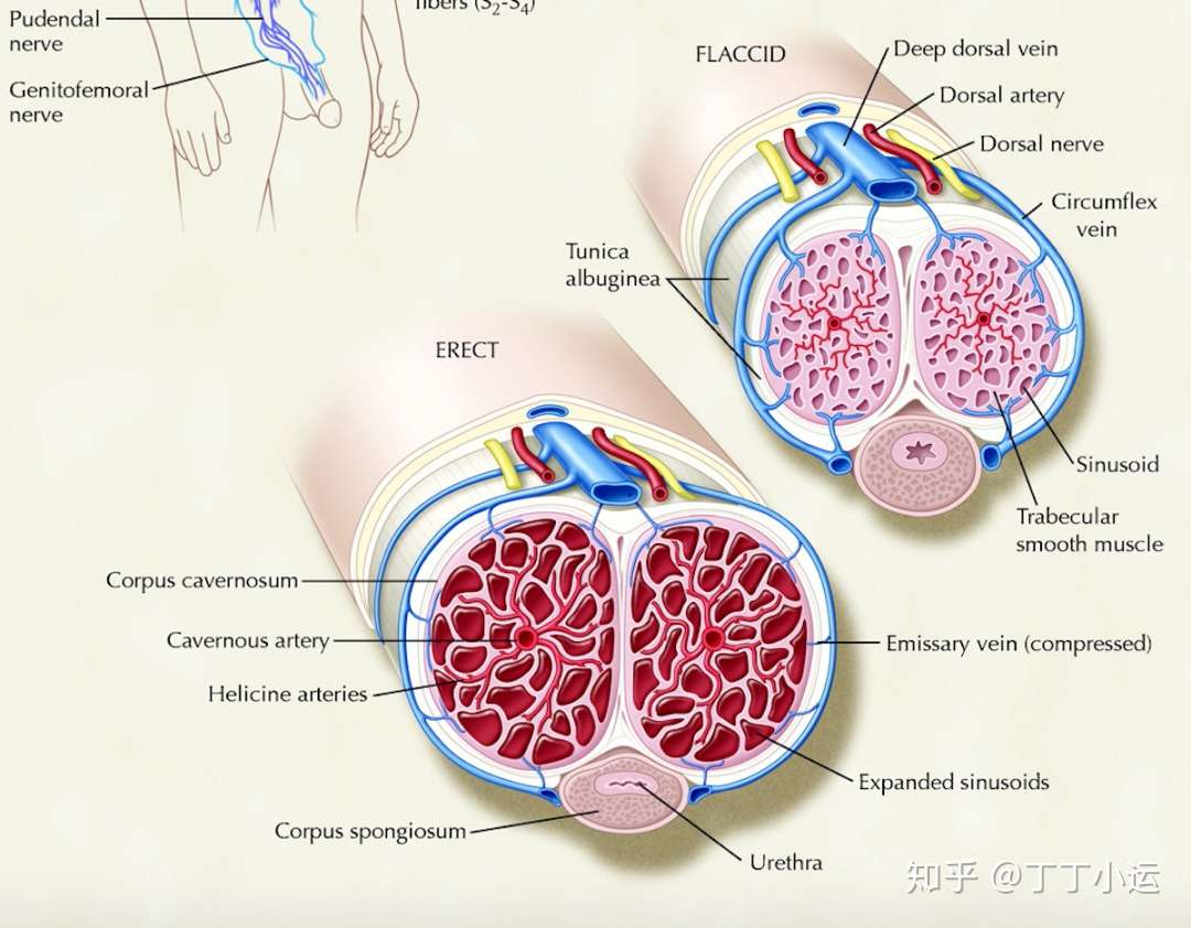 阴茎海绵体损伤是什么病 哪些撸撸和啪啪方式会损伤海绵体 知乎