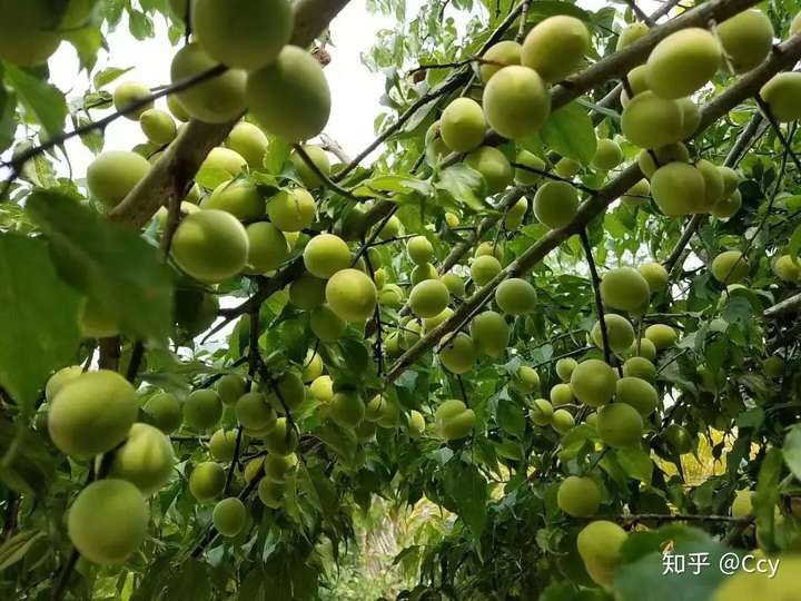 传统美食有一种绿叫做梅子青