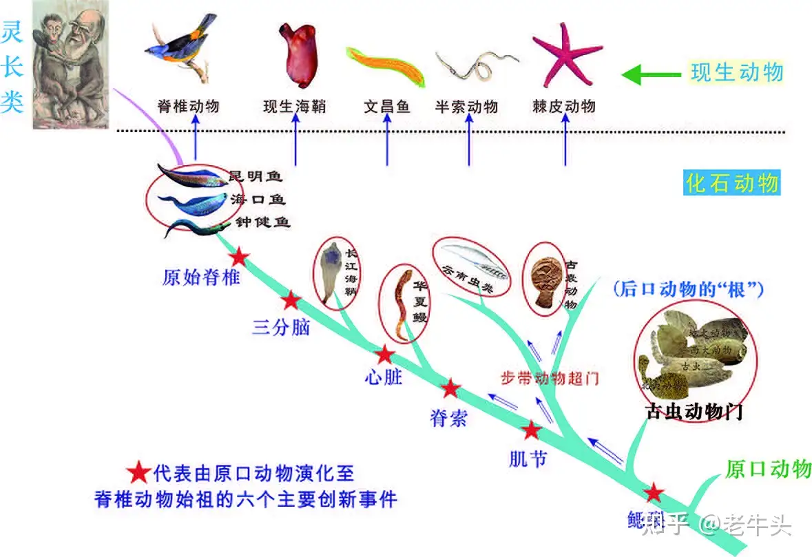 化石 1日何個？