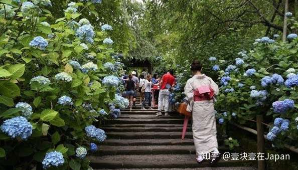 为什么紫阳花盛开在日本的初夏 知乎