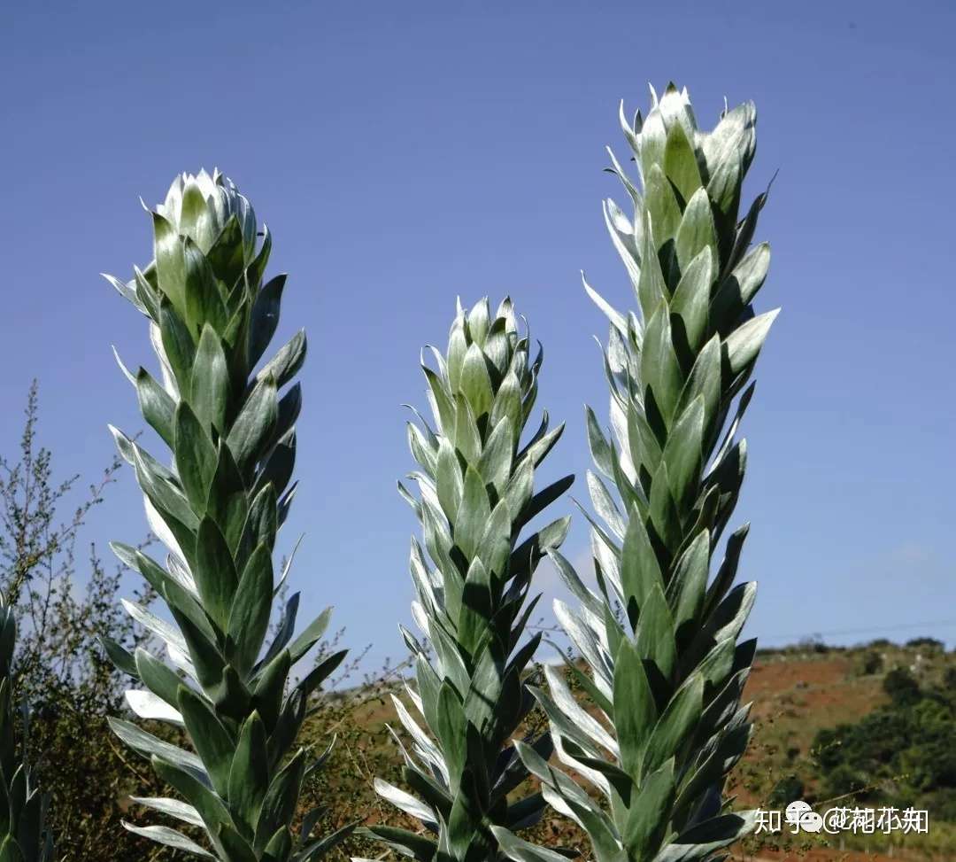 南非花材介绍 遇上火灾才能发芽的南非植物之 非洲郁金香 木百合 知乎