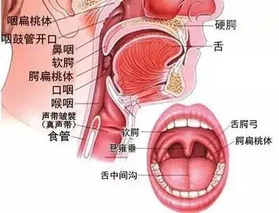 1,儿童打鼾最常见的原因出现在结构上的问题,包括扁桃体,腺样体肥大都