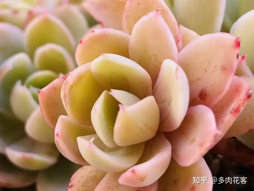 多肉植物有4个表现 说明已经 睡醒 多晒太阳才长得壮 知乎