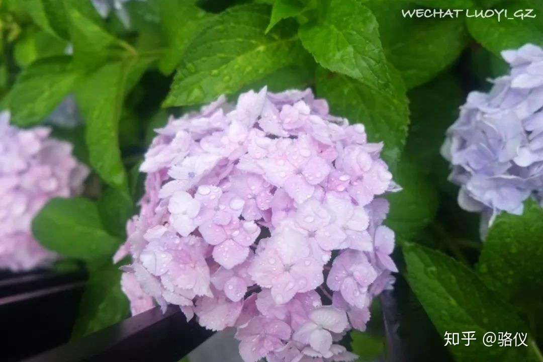 最も共有された 紫陽花葉2181 紫陽花葉っぱ Muryothink