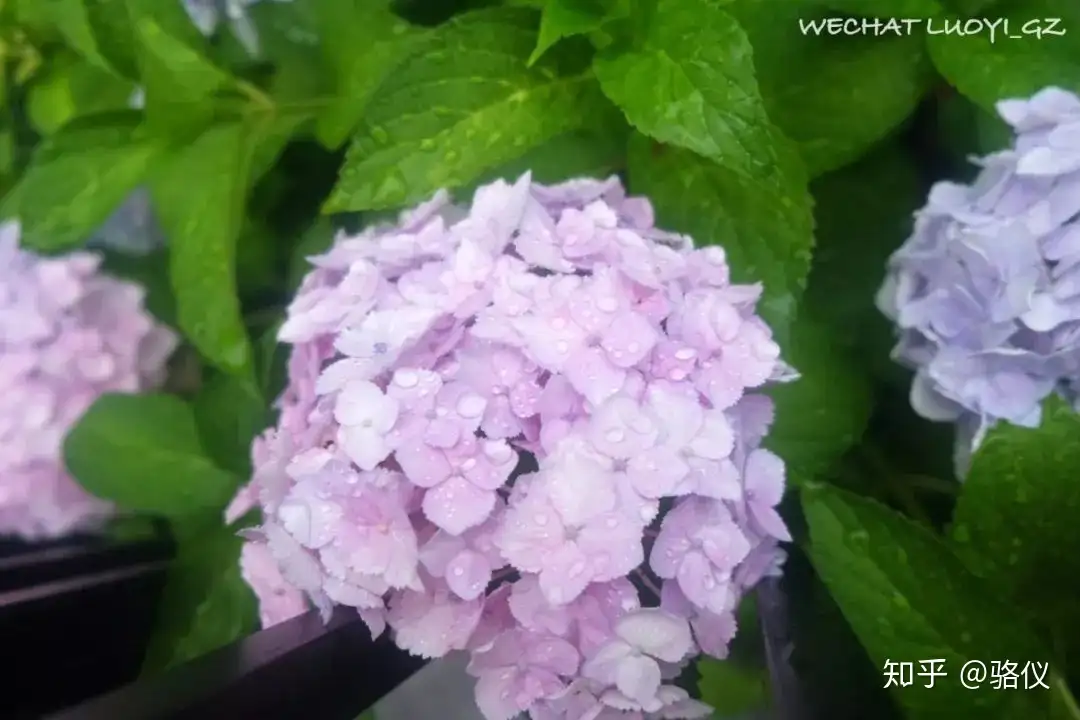 六月限定] 梅雨时节最治愈的，就是紫阳花了- 知乎