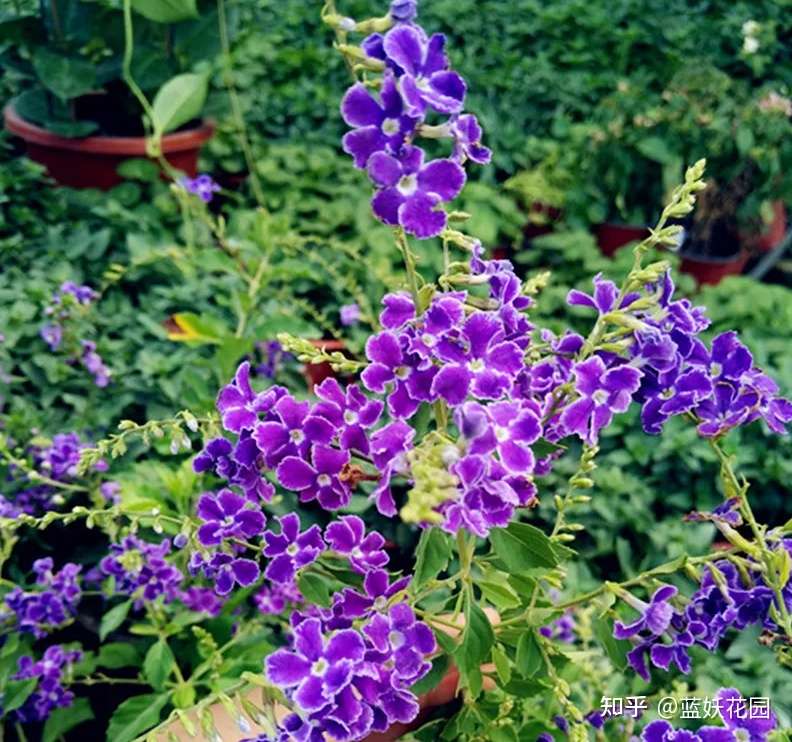 蓝妖 金露花的养殖方法和注意事项 掌握这5点 开的超爆 知乎