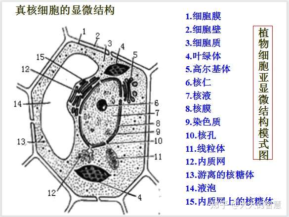 高中生物总复习之细胞结构功能图汇总 彩色图片 超详细 知乎