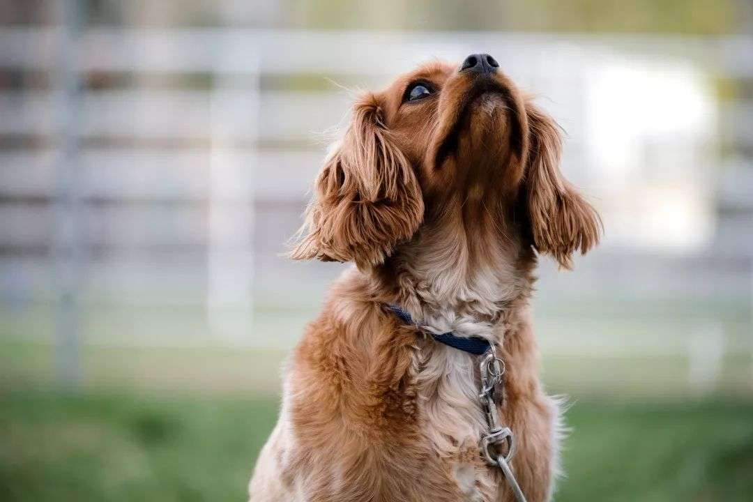 Dog Tired累成狗 这些和萌宠dog相关的英文你都知道吗 知乎