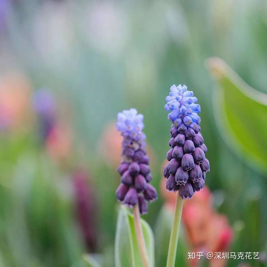 花艺学校 这些 毒花 盛放 严重可致丧命 花粉需谨慎 第三弹 知乎