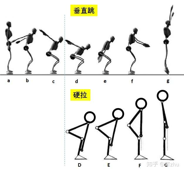 彈跳力,可是卻錯誤地選擇去練深蹲,深蹲跳,還有其它一堆複雜的動作