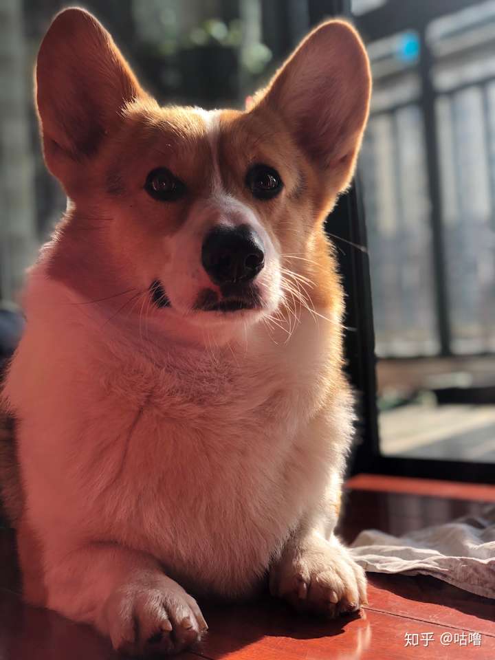 请问我的小柯基(71天)是黑头还是黄头呀?