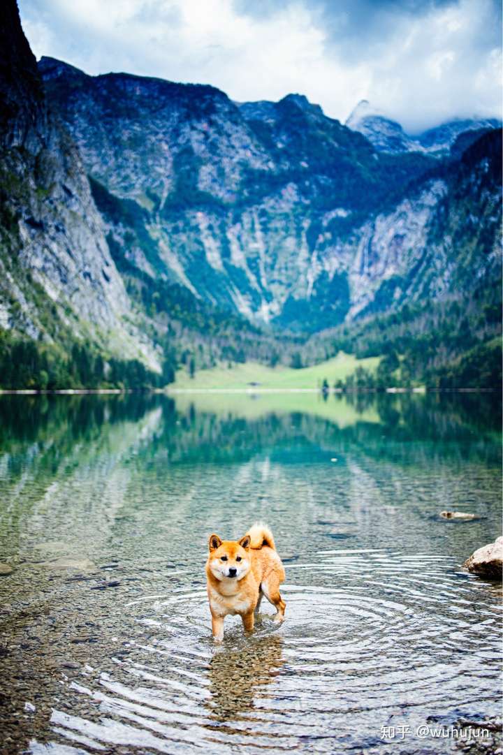 下次问到"你手机里有拍摄的好看的宠物照片吗?"的时候,我还能再发一遍