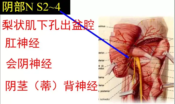 腰骶关节的上下缘,腰骶关节劳损插图19 腰骶关节的上下缘,腰骶关节劳损插图19