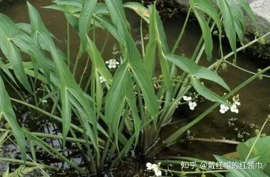 田间杂草认不清 与农药瓶上的草名对不上号 来看高清大图 知乎 田间杂草认不清 与农药瓶上的草名对不上号 来看高清大图 知乎