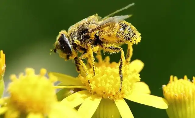 蜂花粉到底是什么 知乎